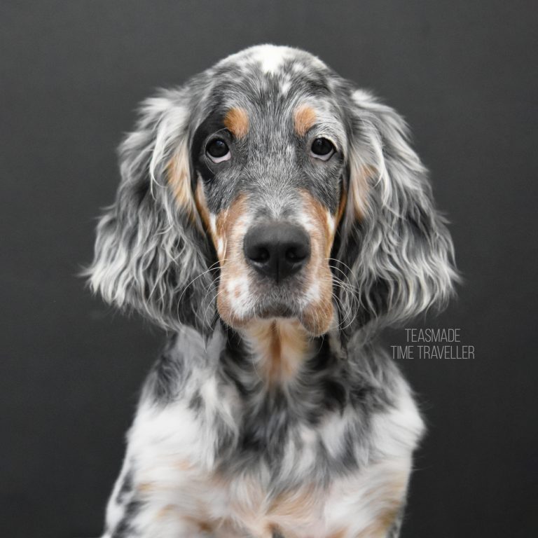 Bertil our dogs.jpg